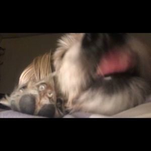 Meet your Posher, Dolce